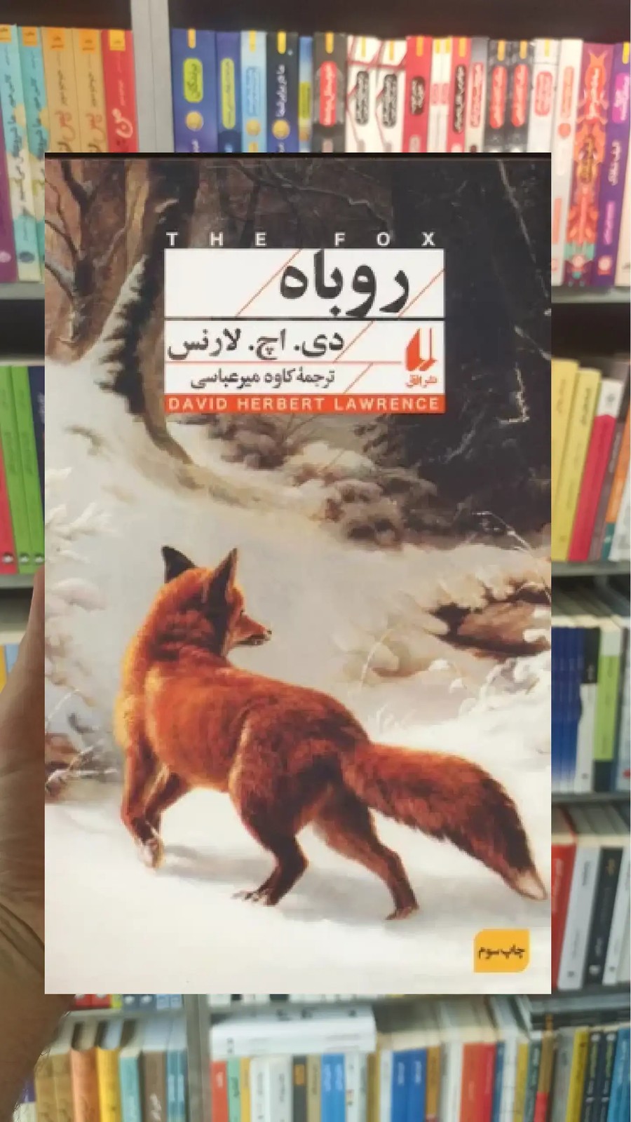 روباه افق