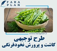 طرح توجیهی کاشت و پرورش نخود فرنگی