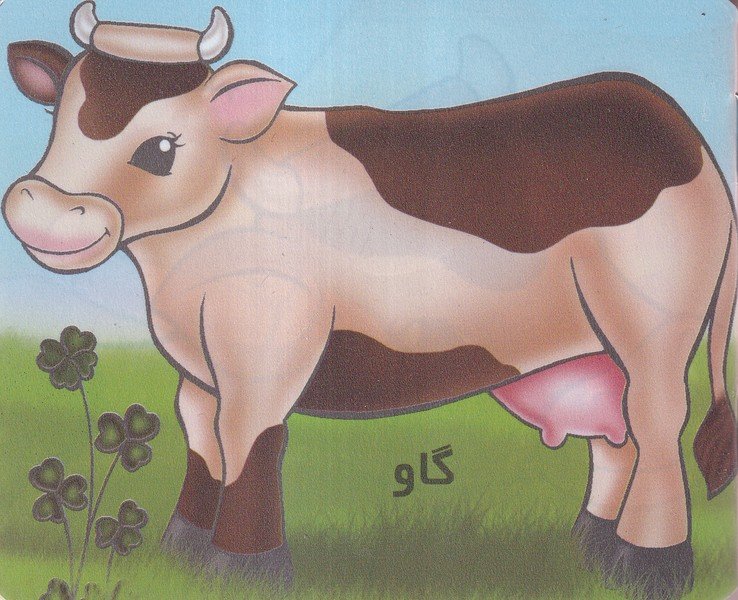 کتاب گاو