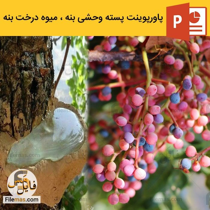 پاورپوینت پسته وحشی بنه
