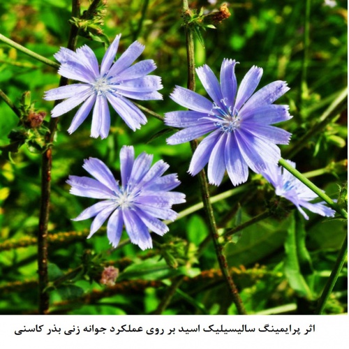 اثر پرایمینگ سالیسیلیک اسید بر روی عملکرد جوانه زنی بذر کاسنی - اسمارت فایل