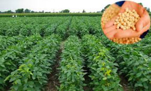 تحقیق درباره سويا (Soya Bean) - اسمارت فایل