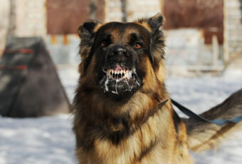 پاورپوینت هاری Rabies - پاورداک