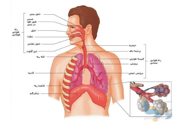 Respiratory anatomy &amp; physiology(آناتومی تنفسی و فیزیولوژی)