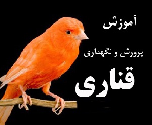 کتاب آموزش نگهداری از قناری