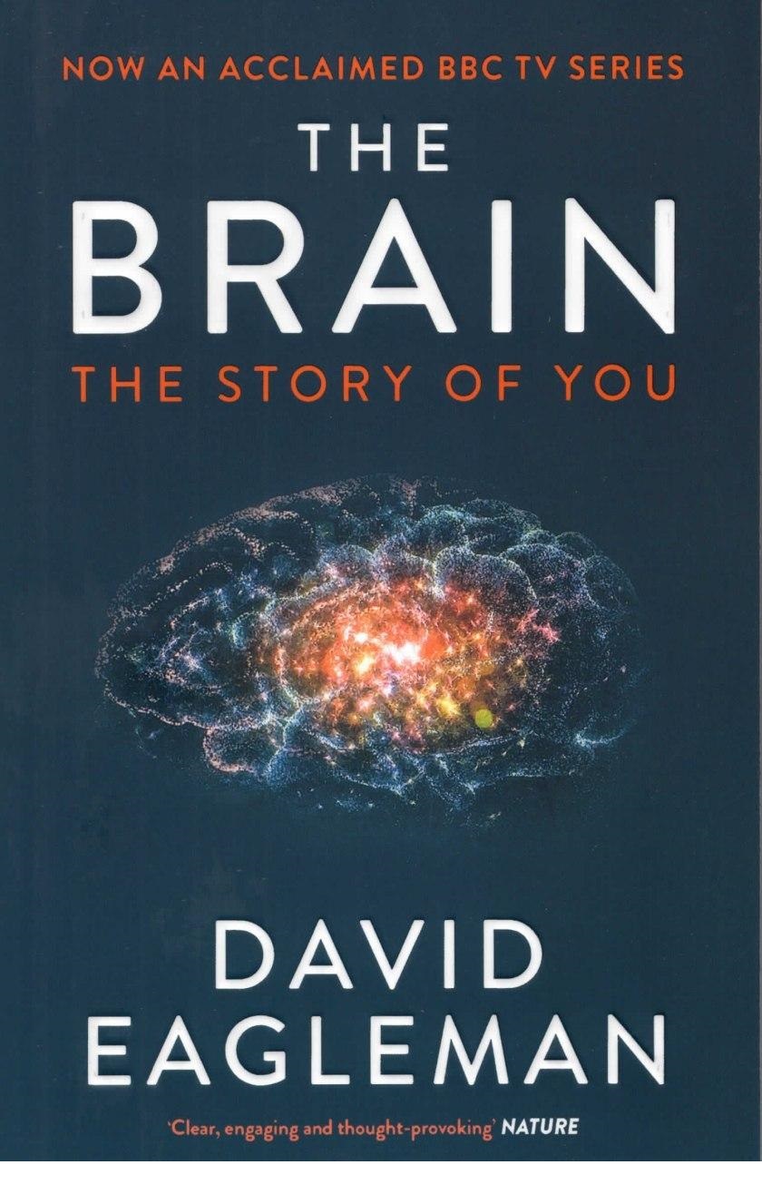 The Brain