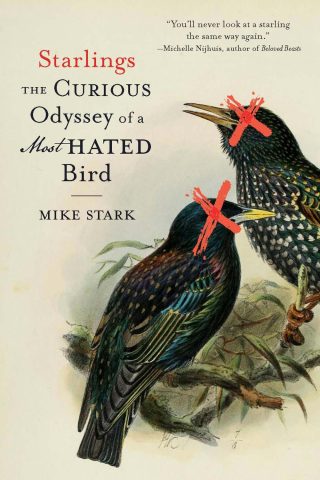 دانلود کتاب سارها ۲۰۲۵ Starlings 2025