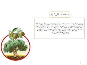زراعت زیتون