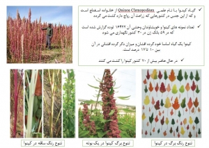 زراعت کینوا