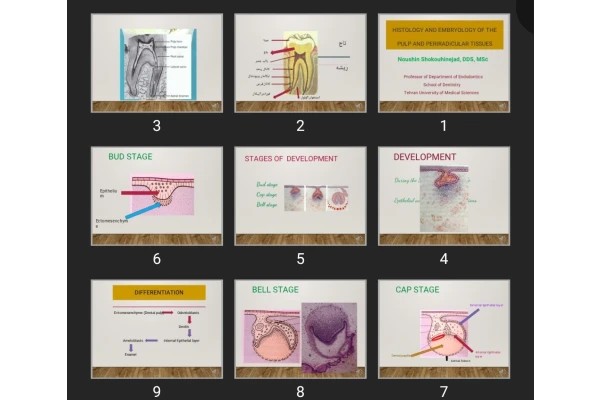 پاورپوینت Histology and embryology of the Pulp and periradicular tissues