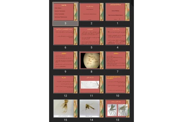 پاورپوینت Sand fly