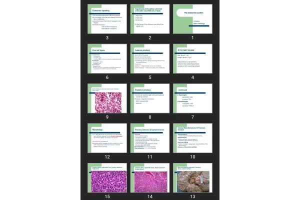پاورپوینت The endocrine system