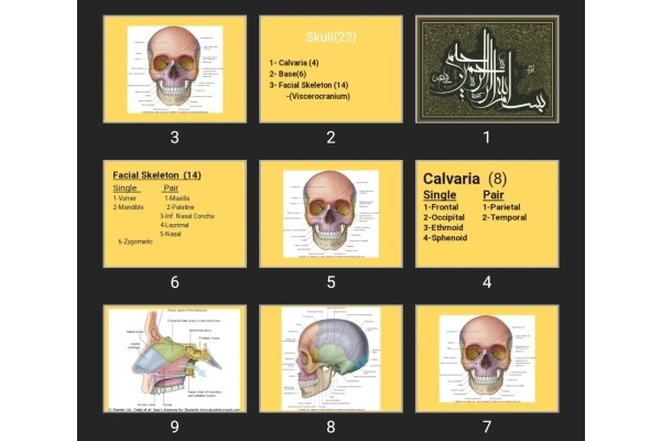 پاورپوینت Bonny Skull related to nose
