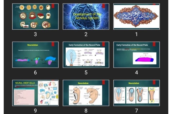 پاورپوینت Development of the Nervous System