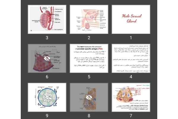 پاورپوینت غدد جنسی مردانه Male Sexual Gland
