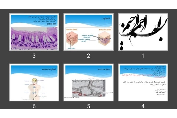 پاورپوینت غدد gland