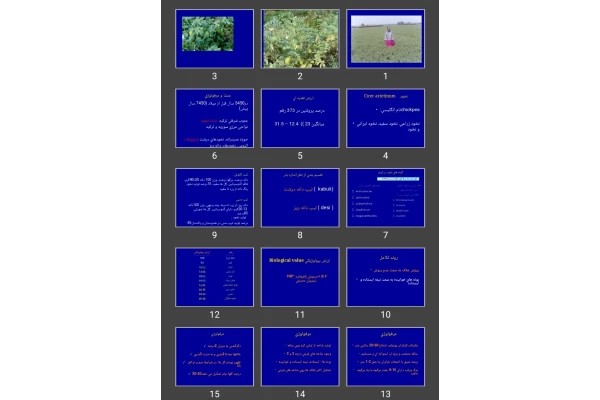 پاورپوینت نخود chickpea