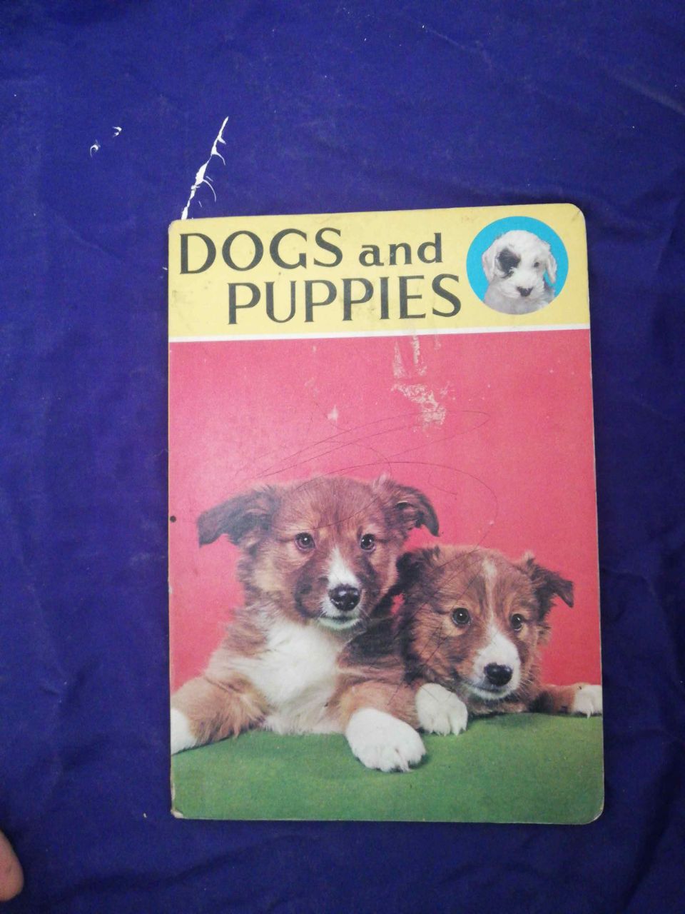 dogs and puppies