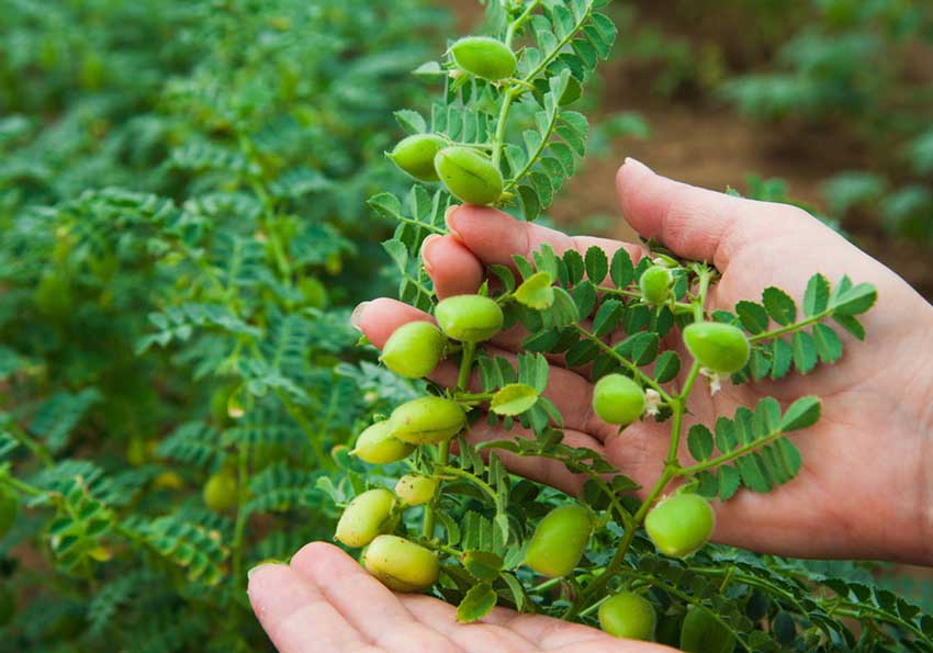 تحقیق زراعت و اصلاح نخود - پاورداک