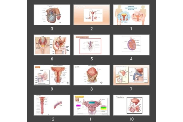پاورپوینت reproductive system