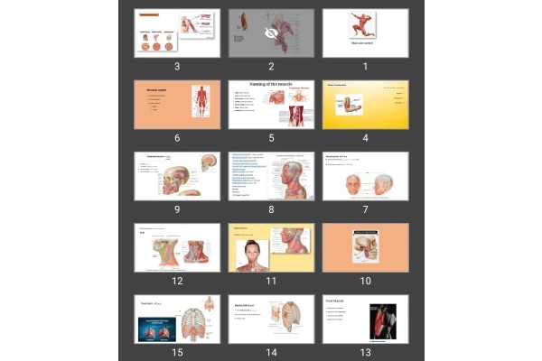 پاورپوینت Muscular system