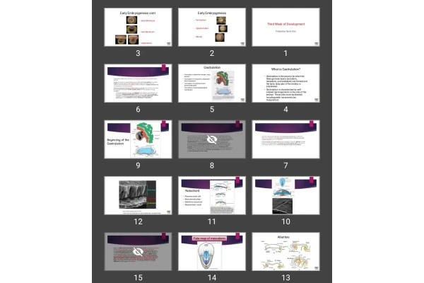 پاورپوینت جنین Third Week of Development