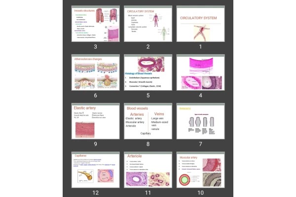 پاورپوینت CIRCULATORY SYSTEM