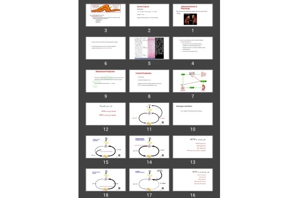 پاورپوینت Adrenal Anatomy &amp; Physiology