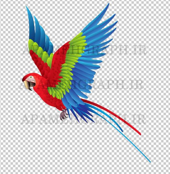 فایل png طوطی