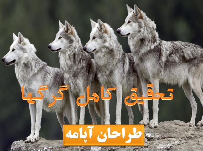 دانلود تحقیق کامل پاورپوینت گرگها