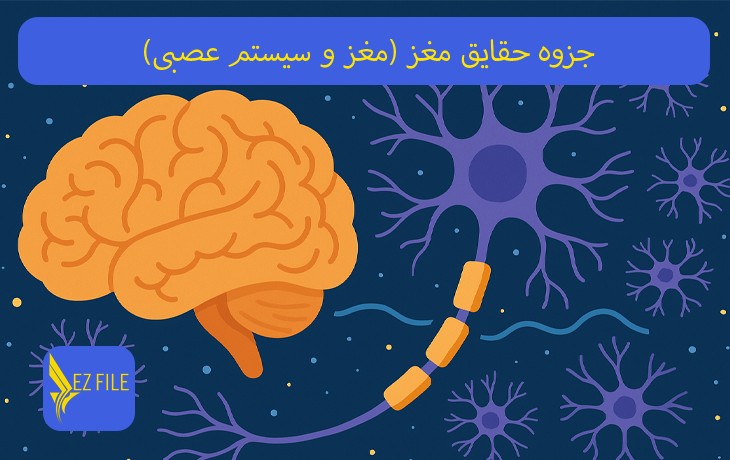جزوه حقایق مغز (مغز و سیستم عصبی)