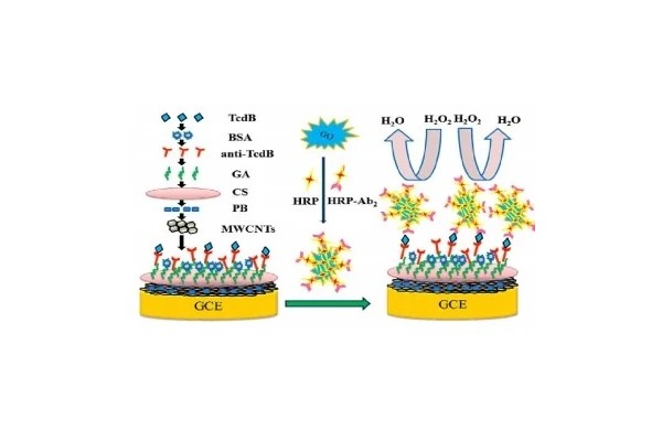 سنجش ایمنی الکتروشیمیایی، Electrochemical Immunoassay