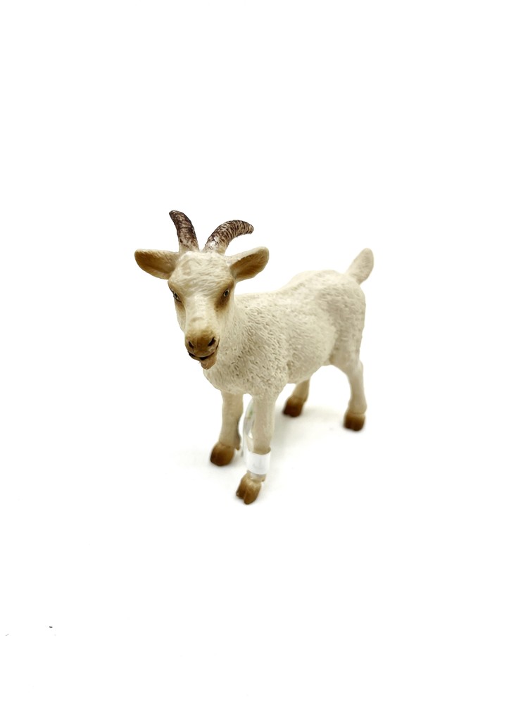 بز