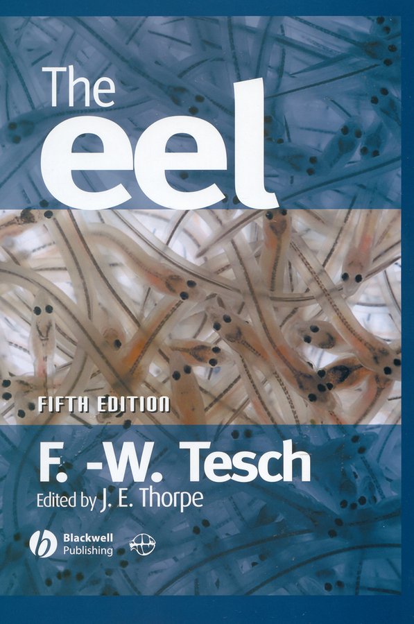 مارماهی ۲۰۰۸ <br> The Eel 2008 - کالیبو