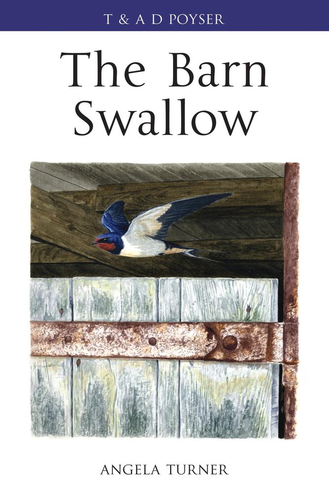 پرستوی چلچله ۲۰۱۰ <br> The Barn Swallow 2010 - کالیبو