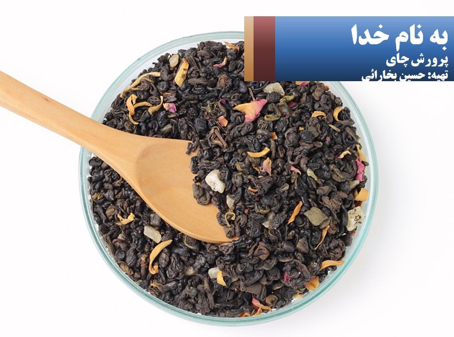 پرورش چای