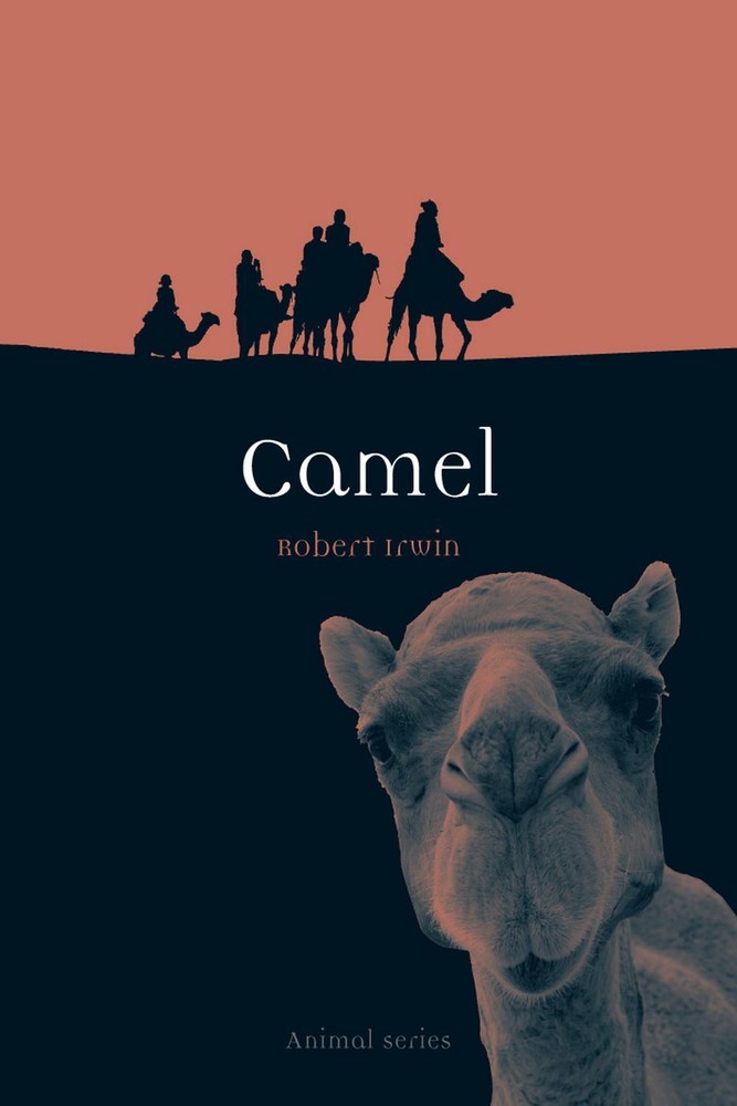 شتر ۲۰۱۰ <br> Camel 2010 - کالیبو