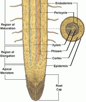 دانلود کتاب Allen biology modules