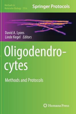 دانلود کتاب Oligodendrocytes: Methods and Protocols