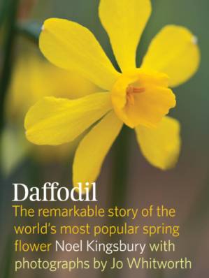 دانلود کتاب Daffodil Discover the Remarkable Story of the World’s Most Popular Spring Flower