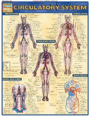 دانلود کتاب Circulatory System (BarCharts QuickStudy)