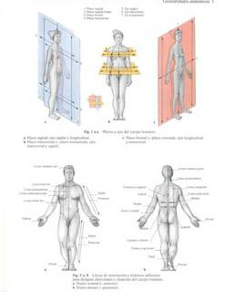 دانلود کتاب Human Anatomy For The Artist